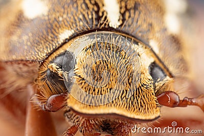 Close photo of a Ten Lined June Beetle Junebug With Strange Looks, Details, and a Duck bill that squeaks Stock Photo