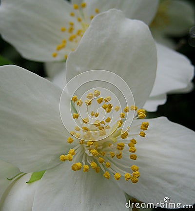 Macro photo of Terry Jasmine flower with petals of white color Stock Photo