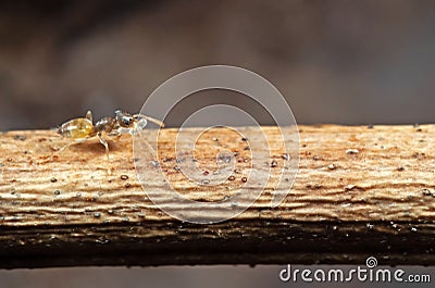 Macro Photo of Tiny Ant Carrying Pupae and Running on Stick Stock Photo