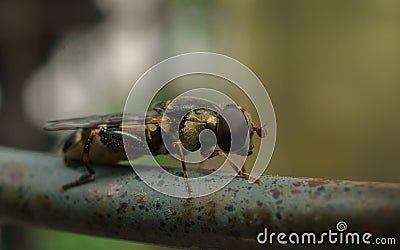 A macro photo tiny Hoverfly on a metal rail Stock Photo