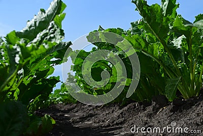 macro photo. vegetation of agricultural crops. beginning of summer sugar beet Stock Photo