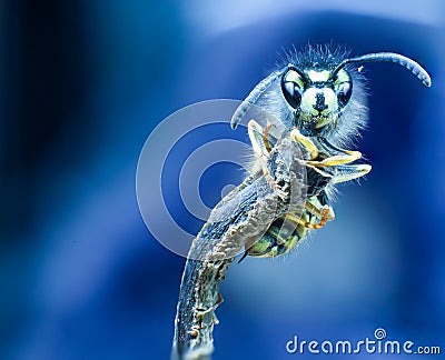 Macro photo with wasp Stock Photo