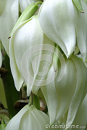 Macro photo of white large bell lily buds Stock Photo