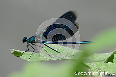 Blue dragonfly on a green leaf. Stock Photo
