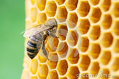 Macro photo of working bees on honeycombs. Beekeeping and honey production image Stock Photo