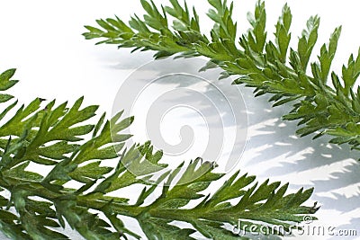 Botanical frame of yarrow leaves Stock Photo