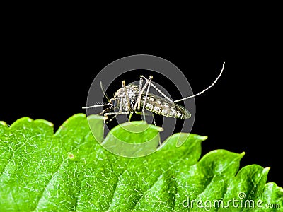 Yellow Fever, Malaria or Zika Virus Infected Mosquito Insect Mac Stock Photo
