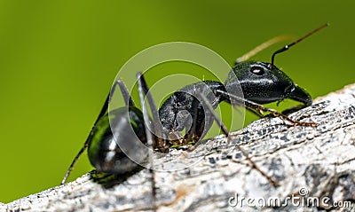 The giant black ant Camponotus Xerxes Stock Photo