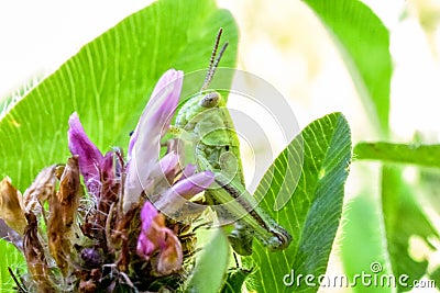 Just A Quick Snack Stock Photo