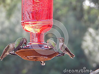 Macro Photograph of Several Hummingbirds Stock Photo