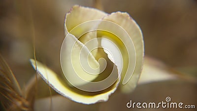 Macro Photograph of a Superb Mariposa Lily Stock Photo