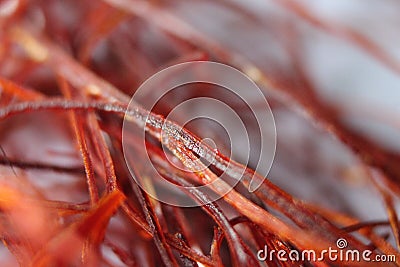 Macro photograph view of saffron with selective focus Stock Photo