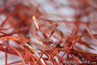 Macro photograph view of saffron with selective focus Stock Photo