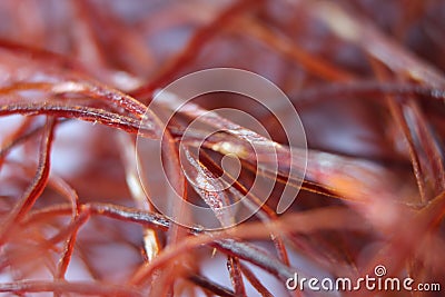 Macro photograph view of saffron with selective focus Stock Photo