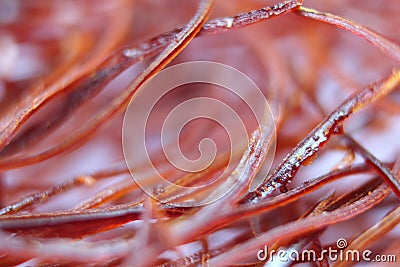 Macro photograph view of saffron with selective focus Stock Photo