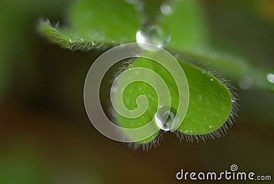 Macro photograph of water droplet on the edge of a leaf. Stock Photo