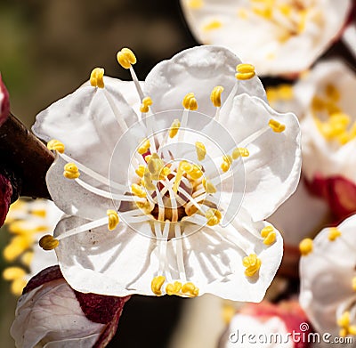 Details apricot flower in the sun light Stock Photo