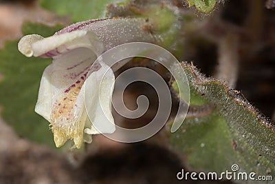 Macro photography of an Asarina procumbens Stock Photo