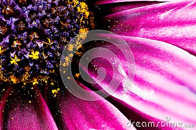 Macro photography of a Cape daisy flower - Osteospermum ecklonis Stock Photo