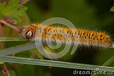 Macro photography of a caterpillar - Lasiocampa trifolii Stock Photo