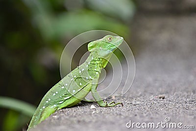 Macro photography of a cute little green iguana with a blurred background Stock Photo