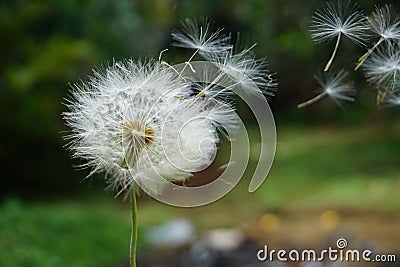 Macro photography of dandelion flower Stock Photo