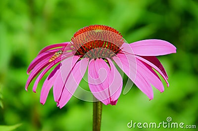 Macro photography of Echinacea purpurea, eastern purple coneflower or also hedgehog coneflower captured together with a hoverfly Stock Photo