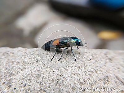 The macro photography of Eurythyrea is a genus of beetles in the family Buprestidae. Stock Photo