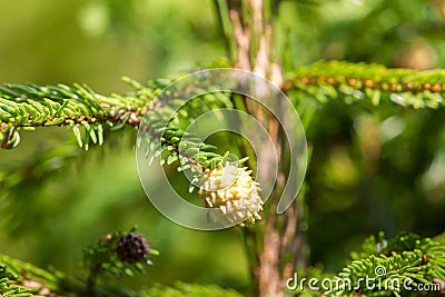 Macro photography female gametophyte at the eaten. The family of gymnosperms. Lush branch. Fir branches. Spruce Stock Photo