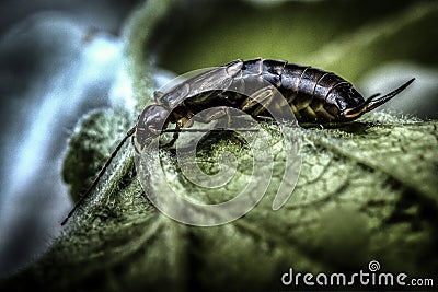 Macro photography of a firebrat insect on a green leaf with a blurred background Stock Photo