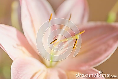 Macro photography of a fragment of pink lily flower with the focus on the pollen stamen Stock Photo