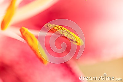Macro photography of a fragment of pink lily flower with the focus on the pollen stamen Stock Photo