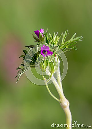 Macro photography of a Geranium dissectum Stock Photo