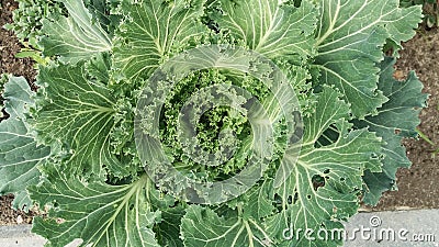 Macro photography of green decorative cabbage Stock Photo