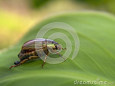 Macro photography of a green jewel scarab Stock Photo