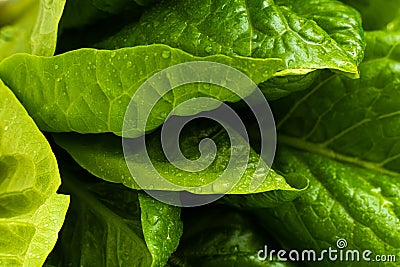 Macro photography of green lattuce leaves.Fresh salad leaves Stock Photo