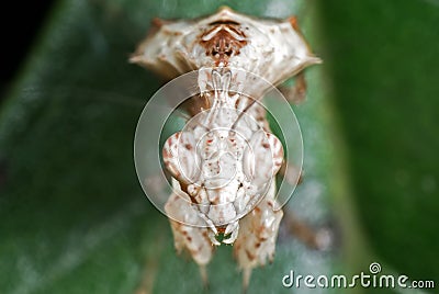 Macro Photo of Head of White Praying Mantis on Green Leaf Stock Photo