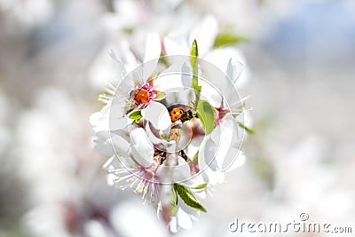 Macro photography of a ladybird on the branch of a flowering almond tree, during spring Stock Photo