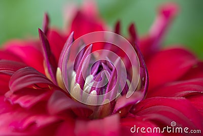 Artistic image of a red dahlia flower Stock Photo