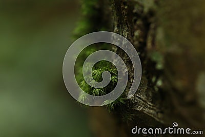 Macro image of moss growing on tree bark Stock Photo