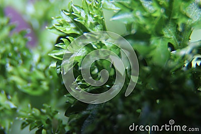 Macro photography of parsley leaf greens, seasoning for dishes with a specific taste Stock Photo