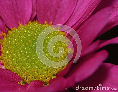 Macro Photography of Pink Dahlia Flower with Lime Green Center Stock Photo