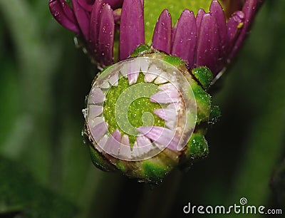 Macro Photography of Pink Dahlia Flower with Lime Green Center Stock Photo