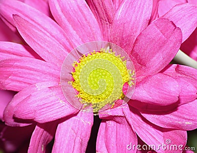 Macro Photography of Pink Dahlia Flower with Lime Green Center Stock Photo