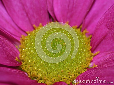 Macro Photography of Pink Dahlia Flower with Lime Green Center Stock Photo