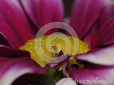 Macro Photography of Pink Dahlia Flower with Lime Green Center Stock Photo