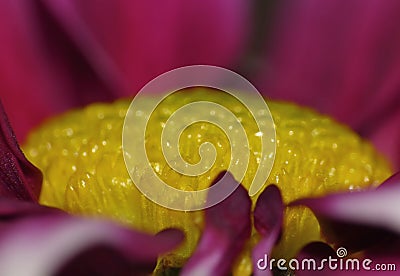 Macro Photography of Pink Dahlia Flower with Lime Green Center Stock Photo