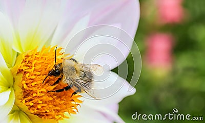 Macro photography of pollinator honey bee drinking nectar from white wild flower and garden background Stock Photo