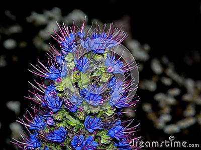 A macro photography of purple Pride of Madeira flower in a spring season at a botanical garden. Stock Photo