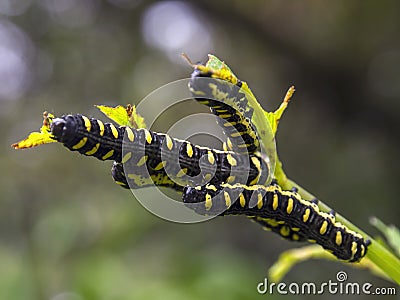 Macro photography of some black and yellow spotted caterpillars Stock Photo